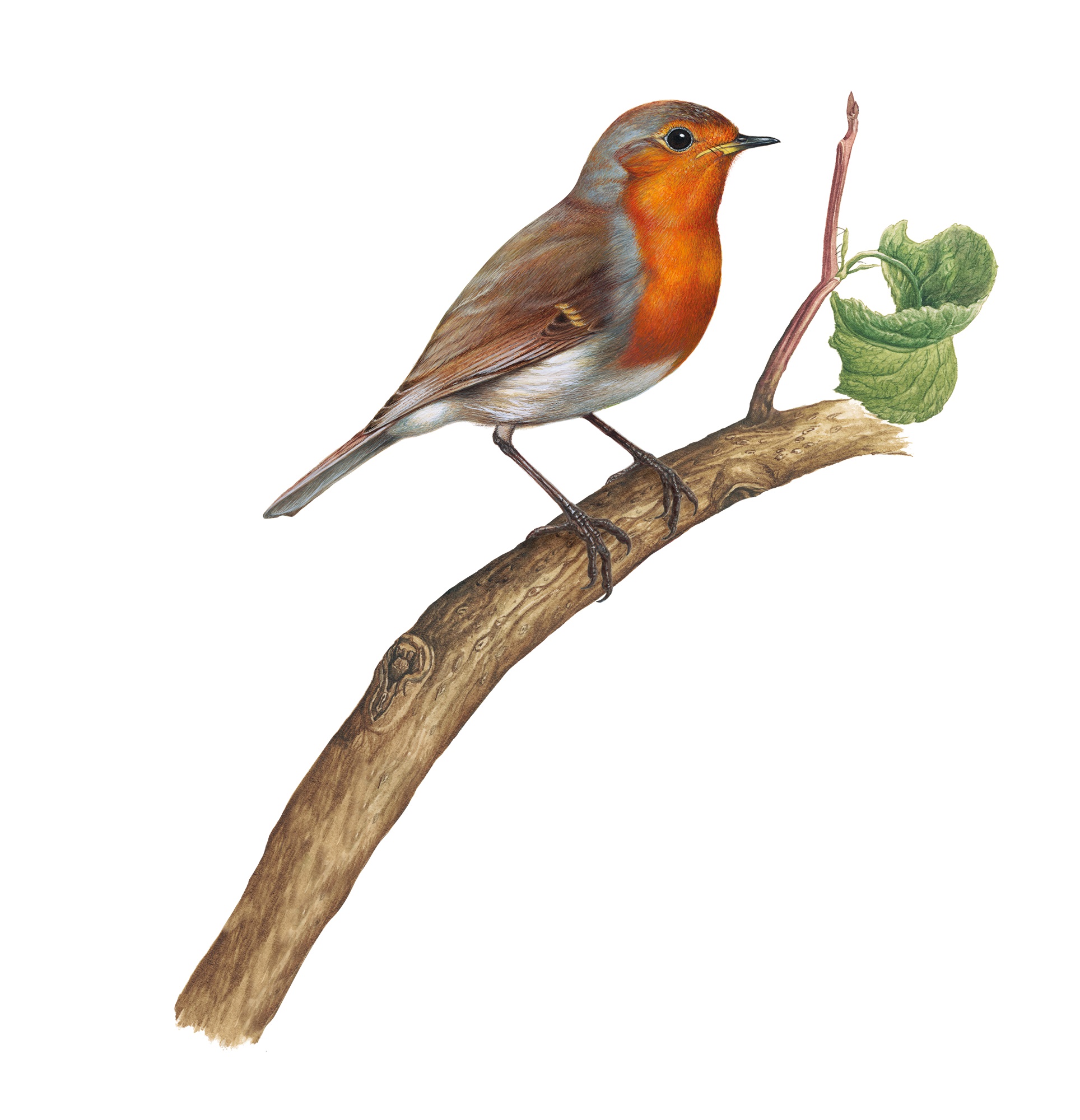 Familien- und Erziehungscoach